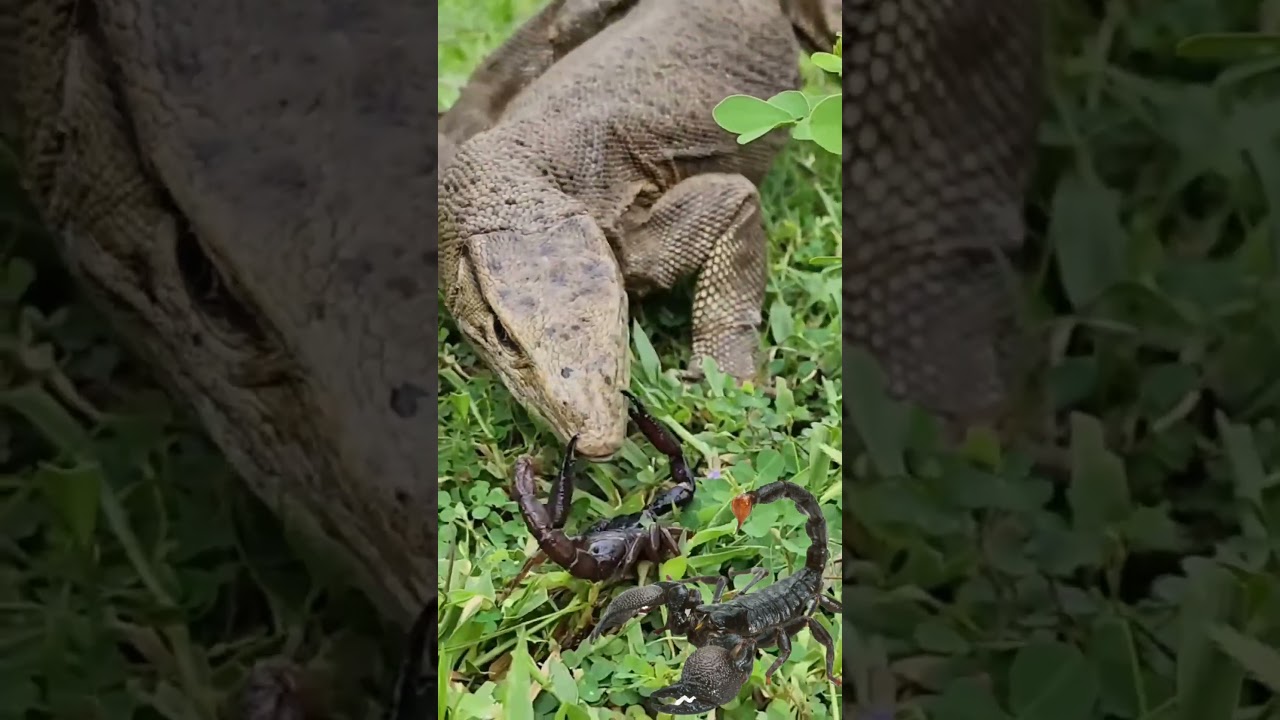 scorpions vs lizard