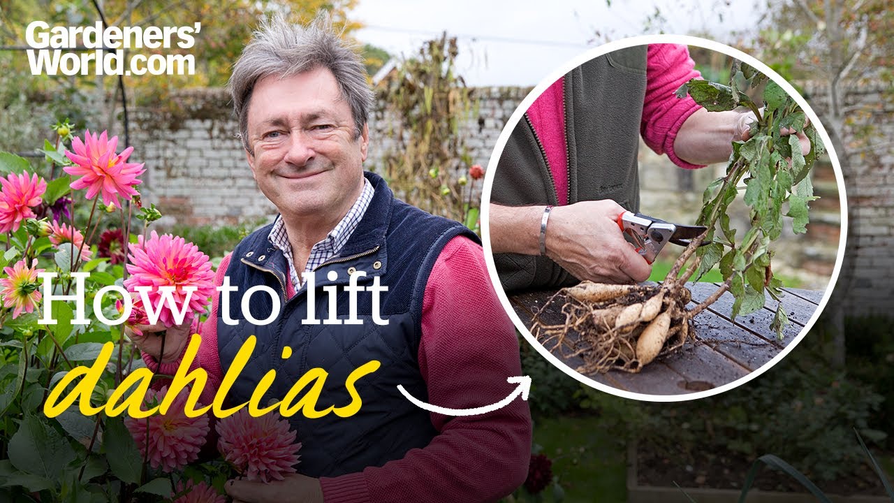 Why you need to LIFT DAHLIA tubers and how to do it | Alan Titchmarsh's guide to lifting dahlias