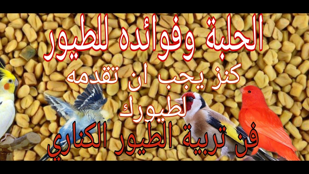 لاتحرم طيورك من بذور الحلبة التي تعبر وزنها ذهبا
