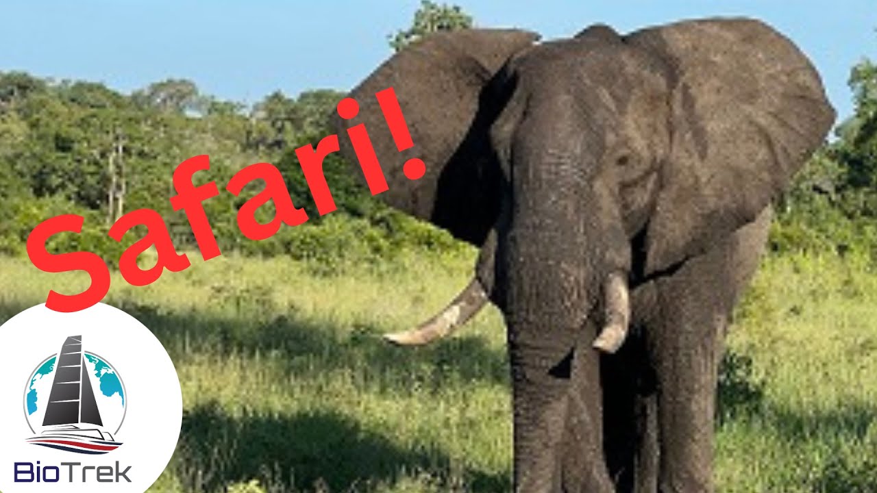 Experience South Africa! Safari, wine tour and more!