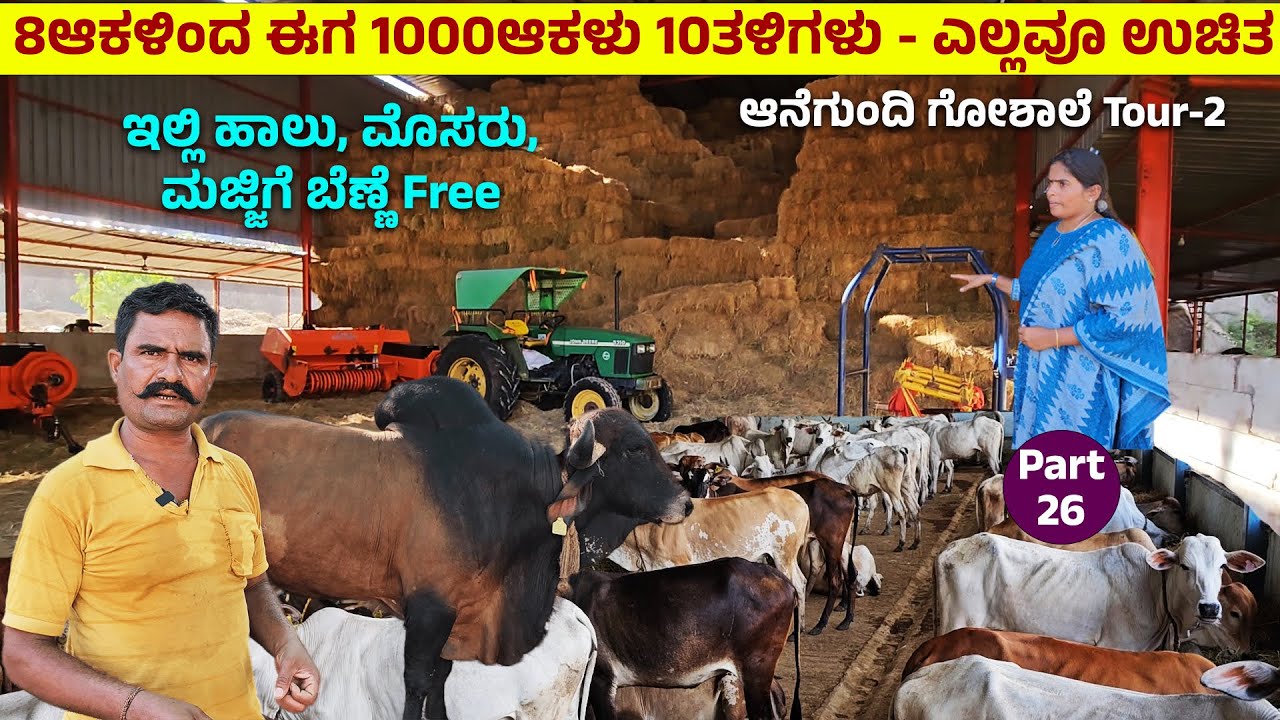 8 ಆಕಳಿಂದ ಈಗ 1000 ಆಕಳು 10 ತಳಿಗಳು- ಹಾಲು, ಮೊಸರು, ಮಜ್ಜಿಗೆ, ಬೆಣ್ಣೆ ಎಲ್ಲವು ಫ್ರಿ!Nandini Hampi Anegundi -26