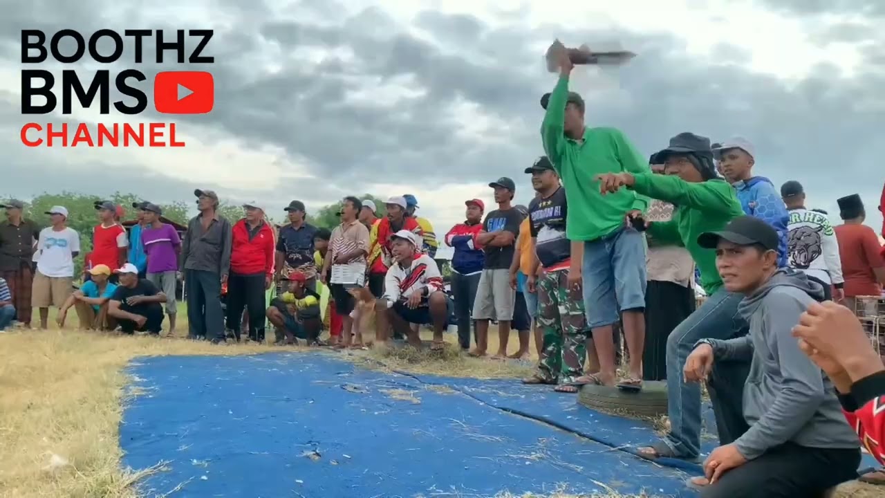LOMBA JAGUNGAN MERPATI BALAP ALL FINAL LAPAK TEBUH KAMAL 15-11-25 SERI PERANG BINTANG - BINTANGAN 🤭🤪