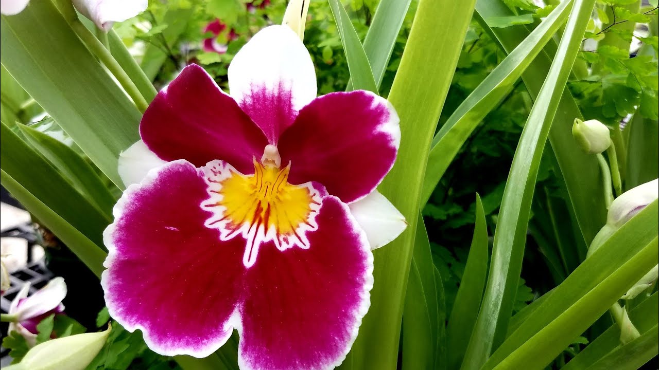 Luz y Riego en Orquídeas #Orquídeasenelmundo ║Orquídeas en el mundo