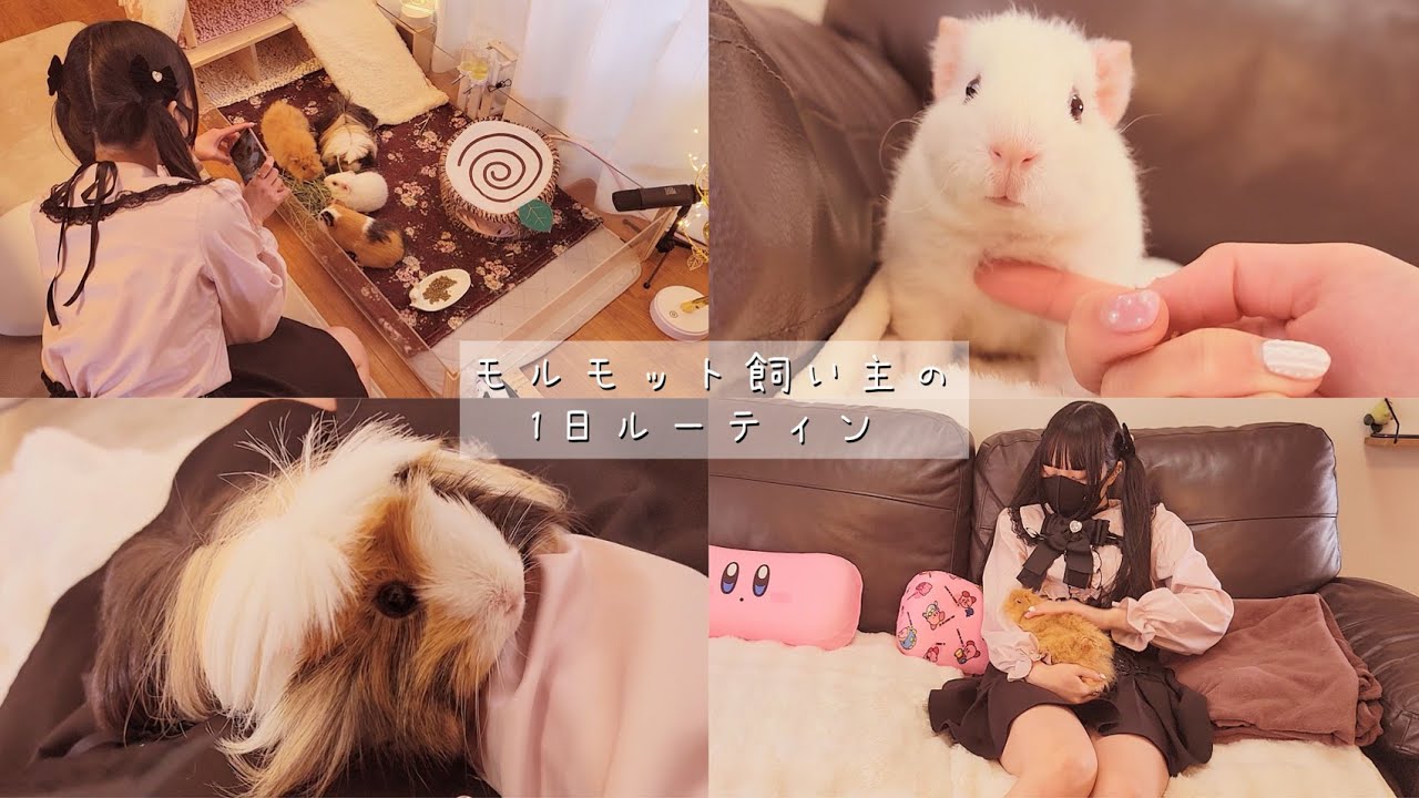 モルモットと暮らす一日ルーティン【モルモットの飼い方】【日常05】