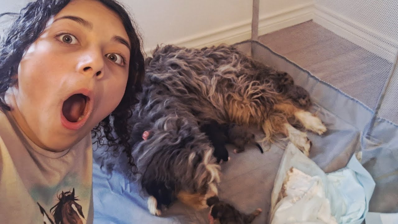 My dog had puppies!