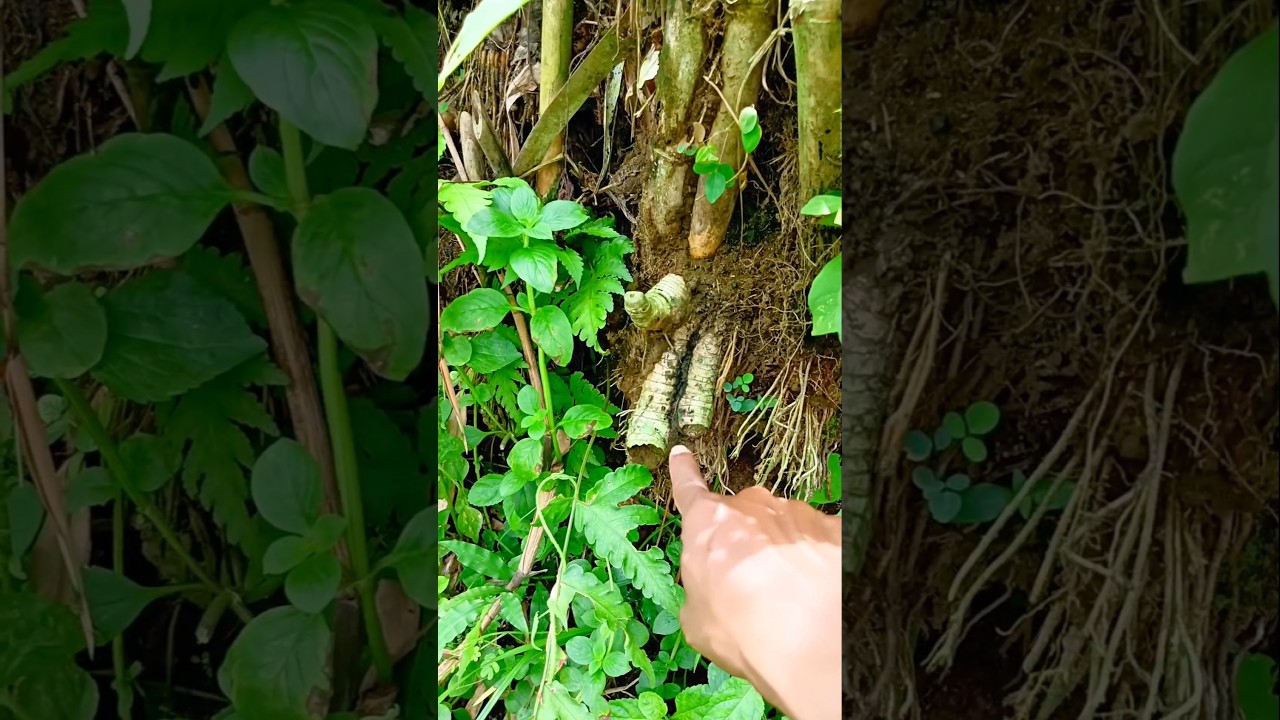 Penemuan langka  !!! Buah bambu kembar berisi mustika #shorts #short