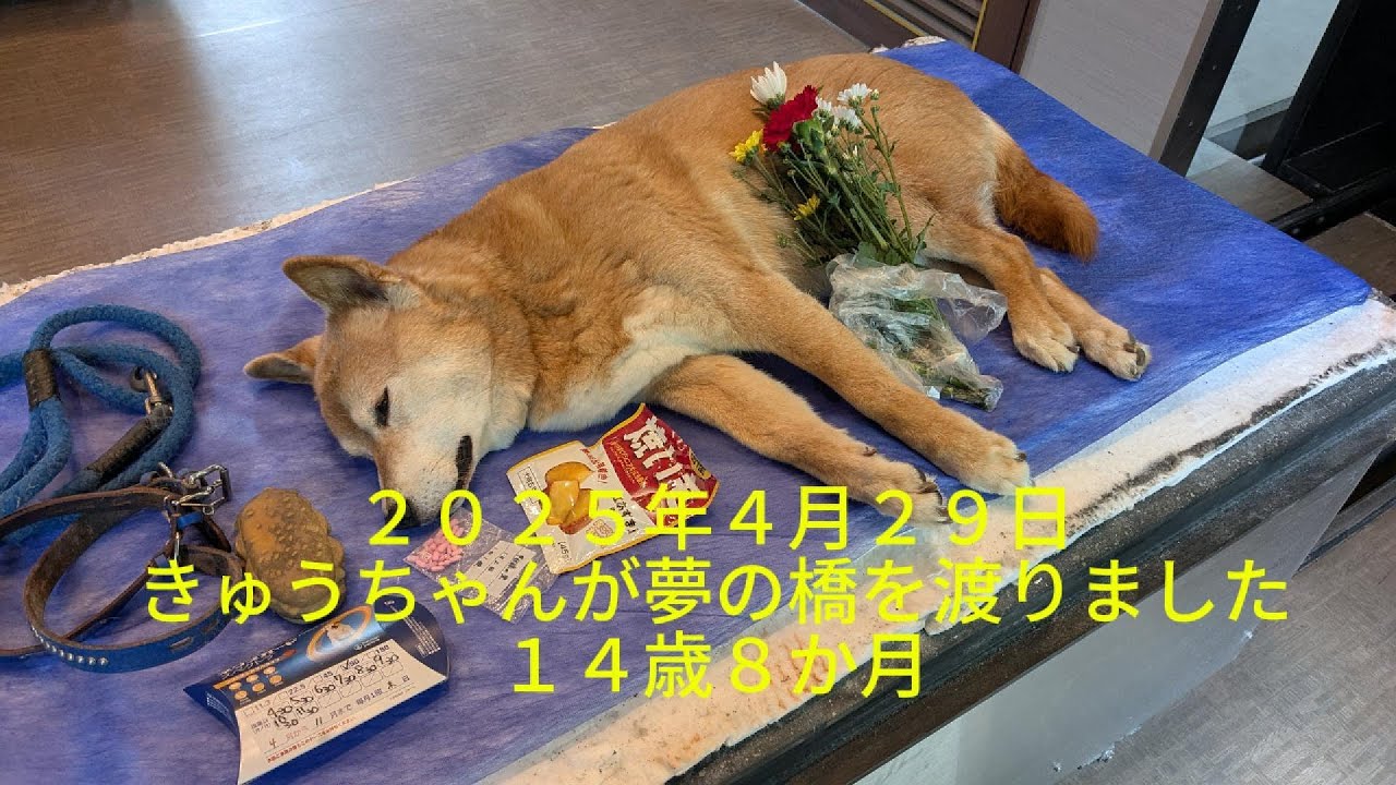 きゅうちゃんがお亡くなりになりました。思い出用になります