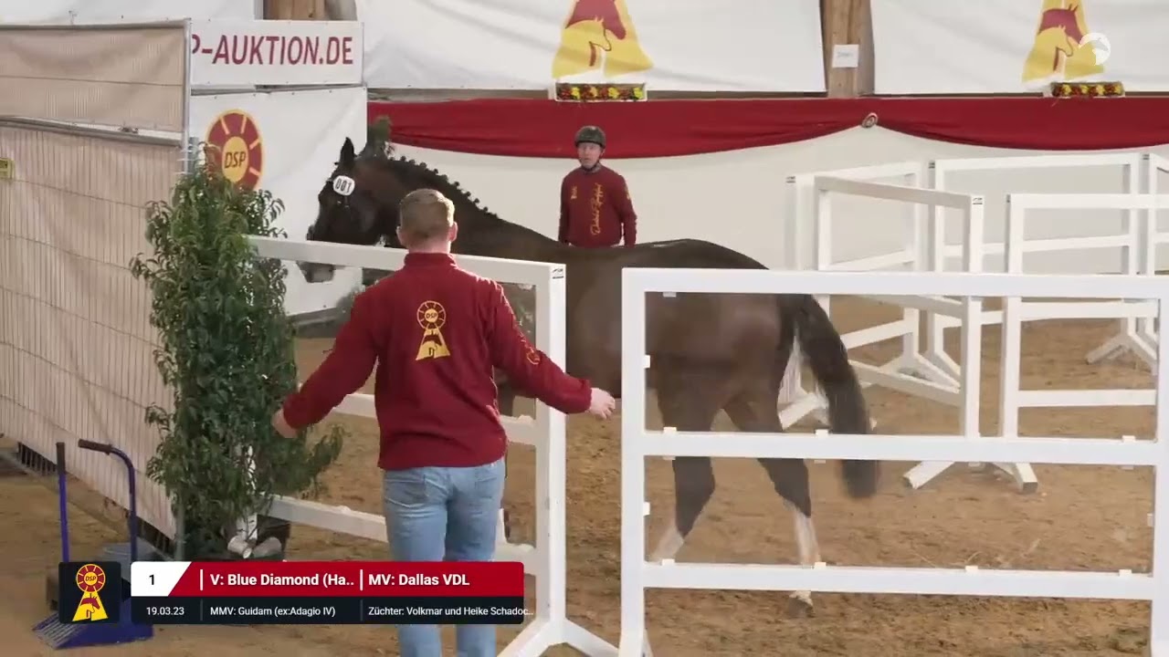 Lot 1 v. Blue Diamond (Hagbar du Lozon) / Dallas VDL