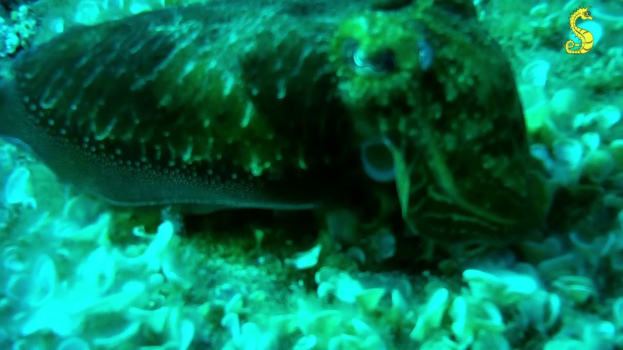Buceo  en Tenerife en Radazul