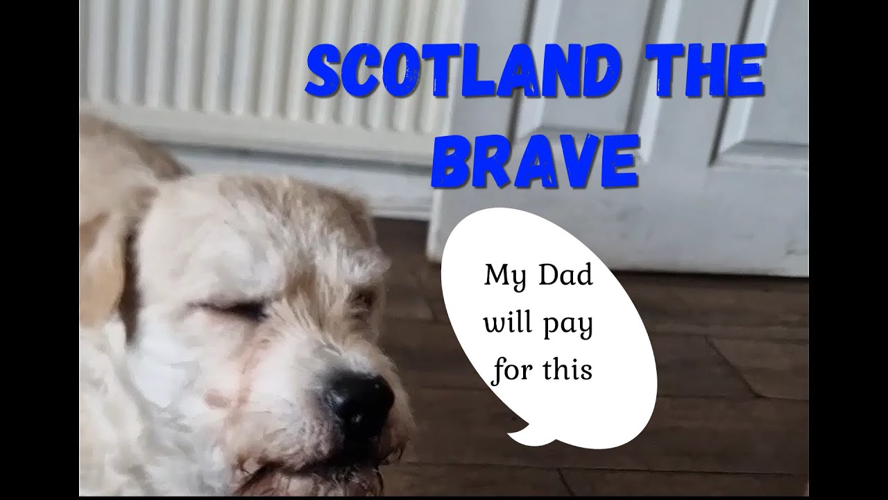 Scottish Tommy&rsquo;s Dog Walking Secrets Revealed!