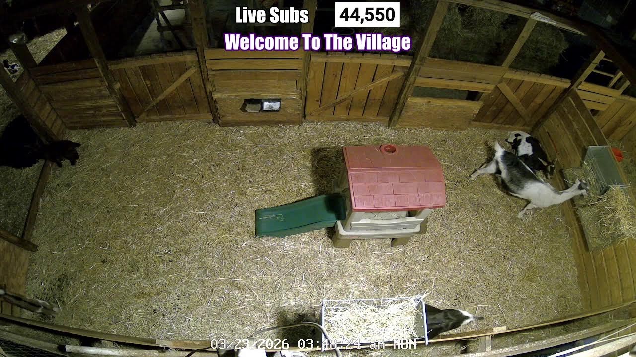 Baby Goats Are Coming - Baby Watch 2026