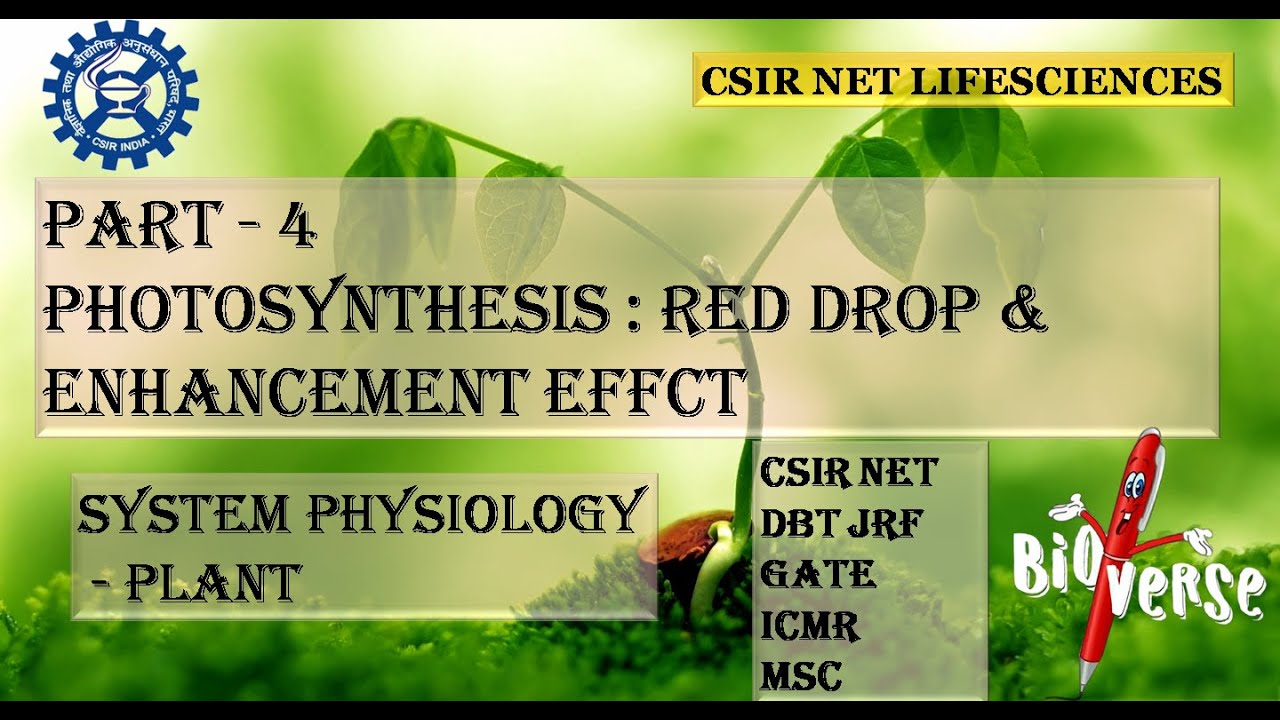 EMERSON'S EFFECT | RED DROP EFFECT | ENHANCEMENT EFFECT | ABSORPTION SPECTRUM | ACTION SPECTRUM