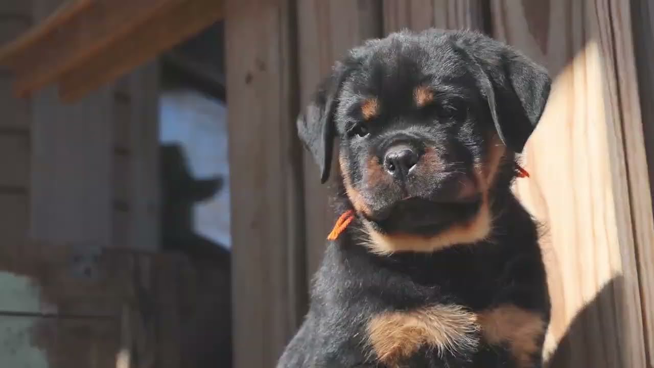 Guardian Rottweilers- Guardian Kraken von Gottschalk