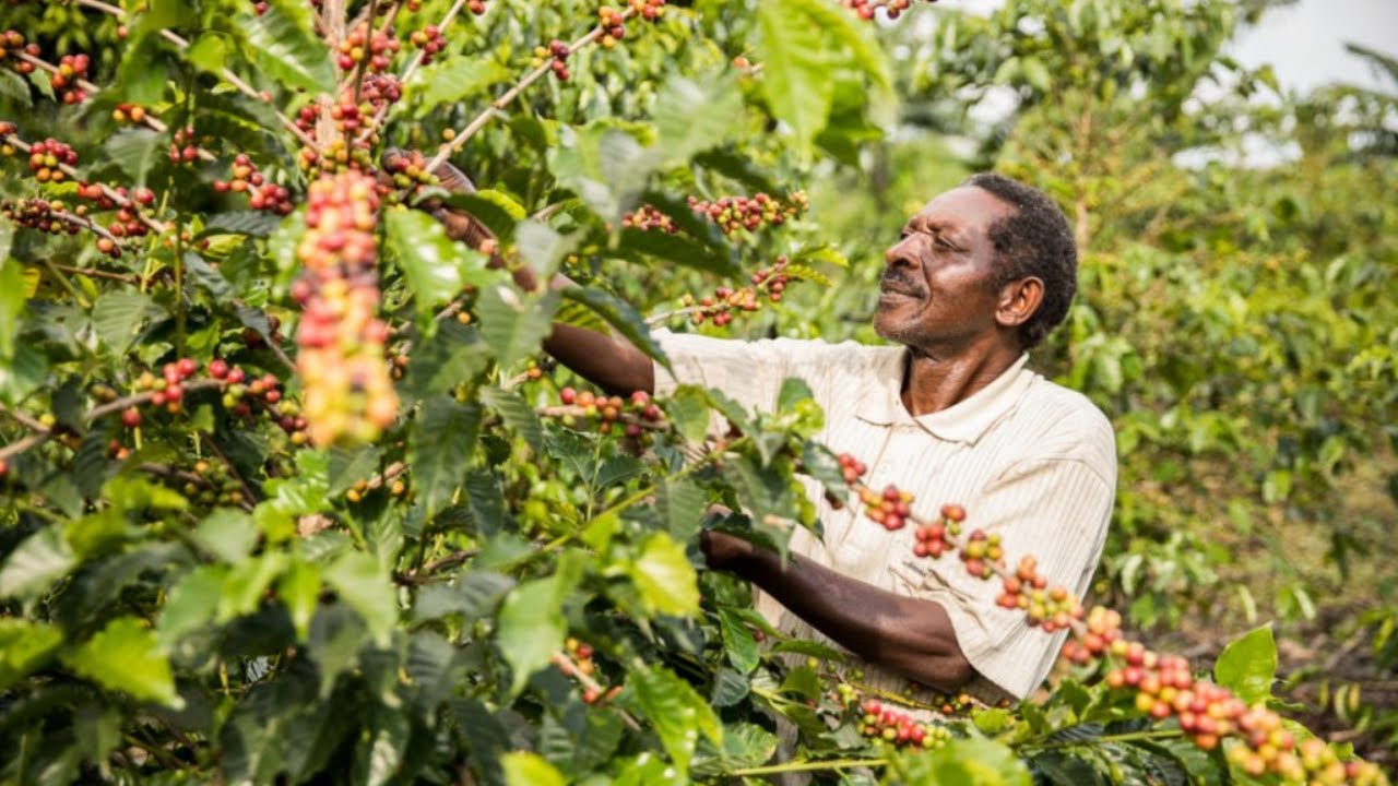 Coffee farmers in Kericho look to a new disease resistant strain to improve yields