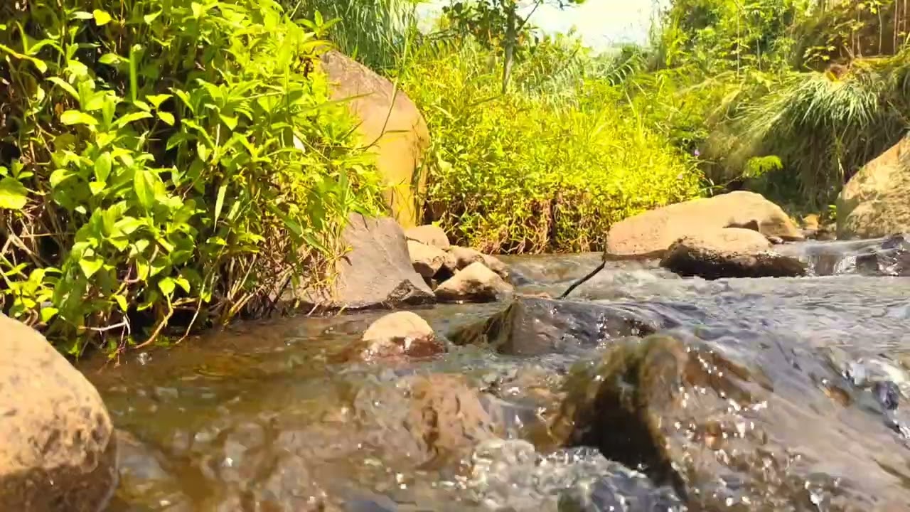 Wild River in Nature – Calming Background