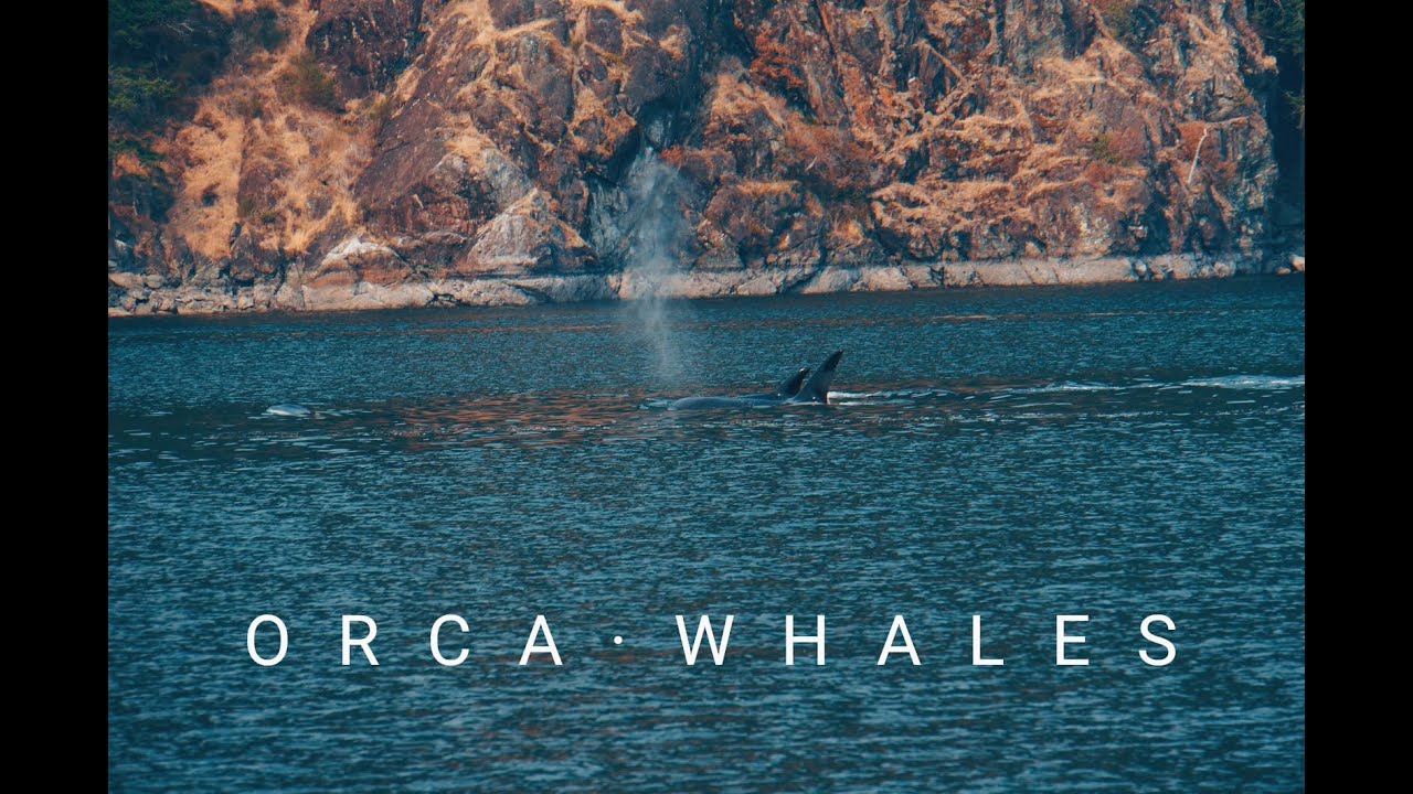 WHALE WATCHING IN VICTORIA | VANCOUVER ISLAND