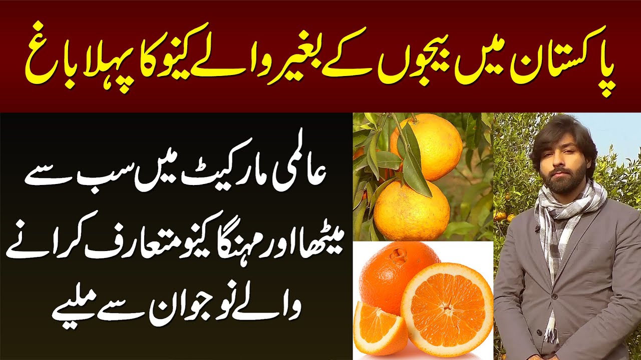 Pakistan Me Seedless Kinnow Ka Pehla Bagh - Expensive And Juicy Kinnow