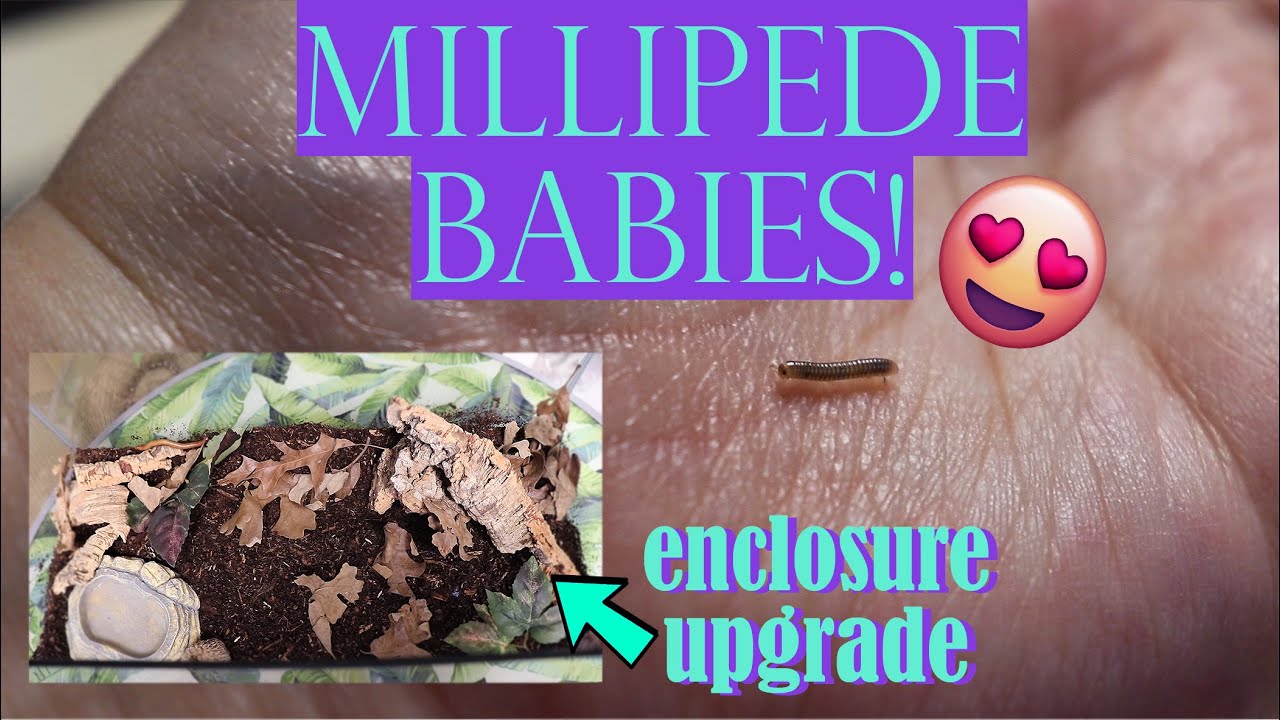 I HAVE MILLIPEDE BABIES!! + Enclosure Upgrade