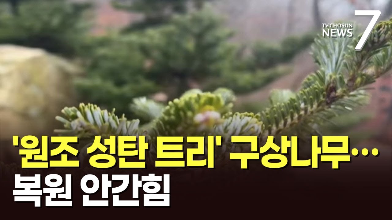 '성탄 트리 원조' 멸종위기 구상나무&hellip;야생 복원 생존률 95% [뉴스7]