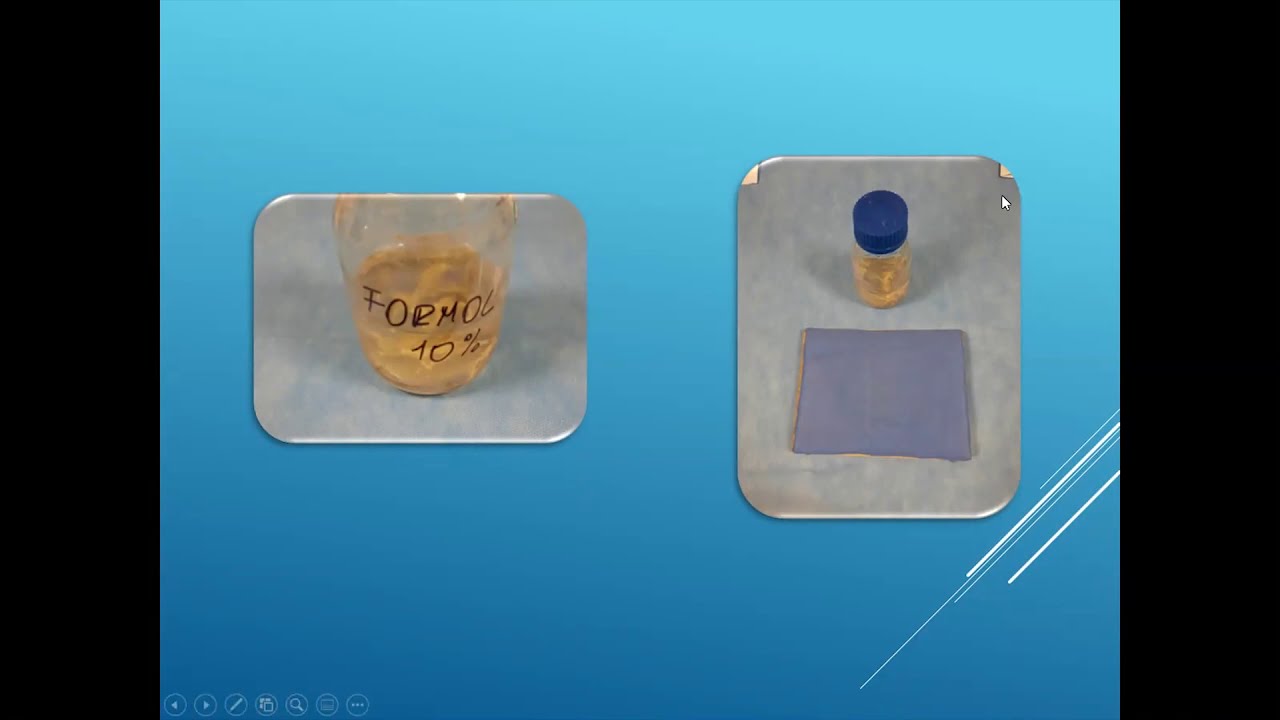 Clase 05 - Anastomosis Termino - Terminal en Modelo Biológico