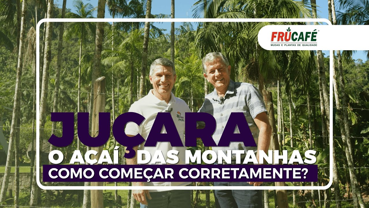 JUÇARA, o Açaí da Montanhas. Como iniciar o Plantio Corretamente?