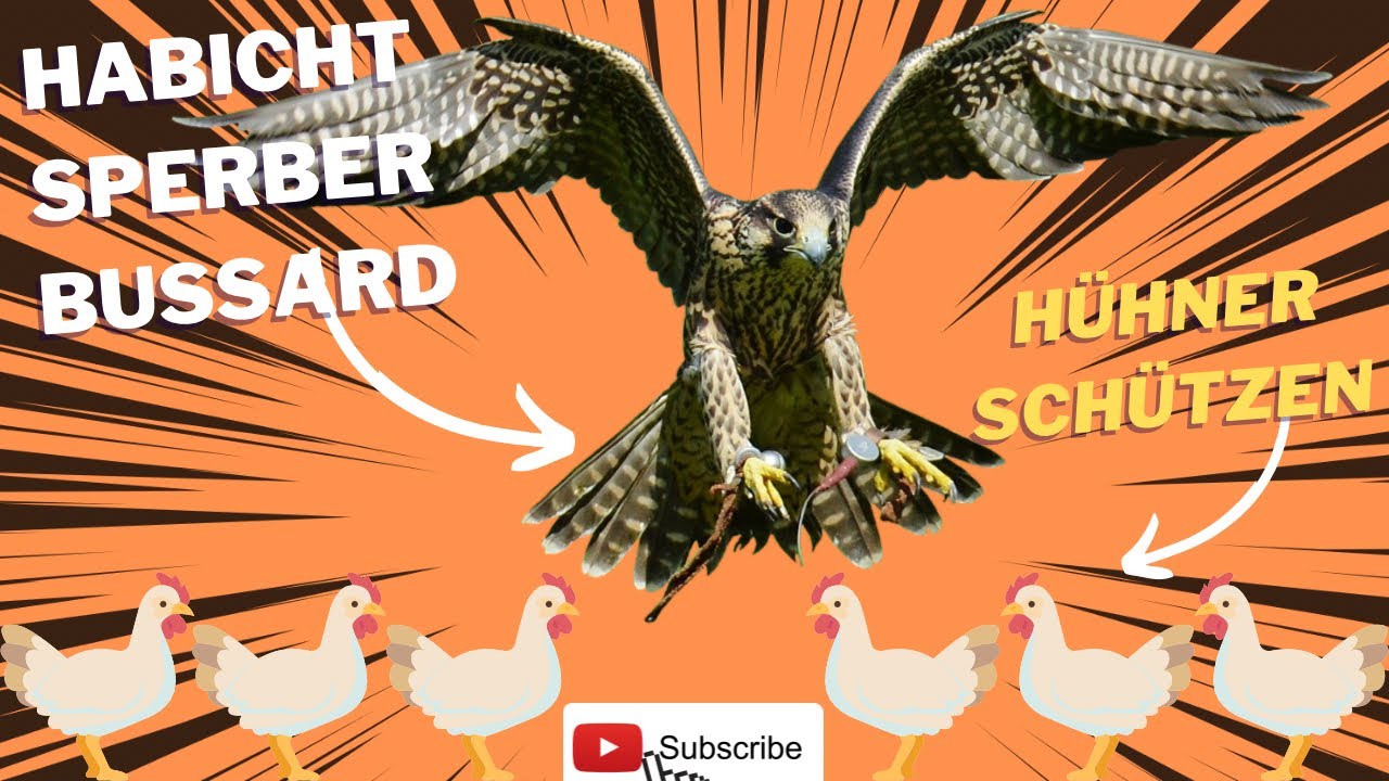 Greifvogel Angriff auf Hühner abwehren - Schutz Netz anbringen - Save the Chicken