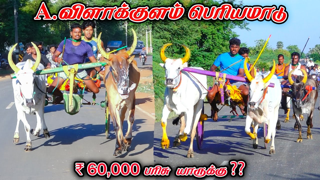 7பெரியமாடு விளாக்குளம் பந்தயம் 28.06.2024