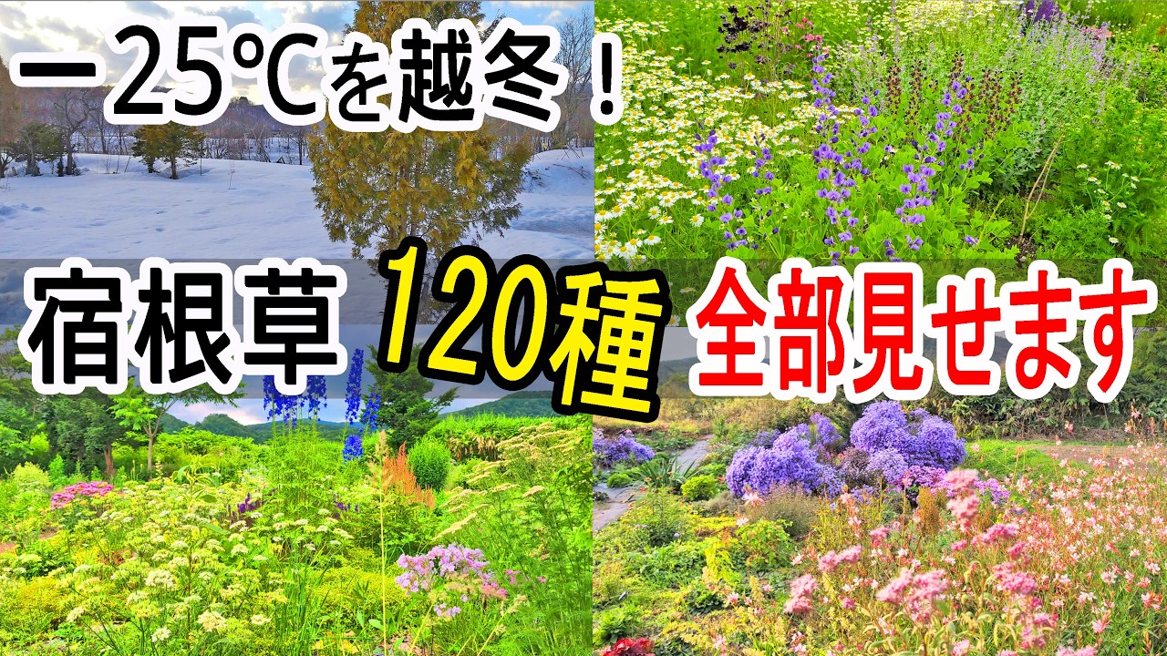 【保存版】－25℃を越冬した耐寒性宿根草と樹木120種│北海道厳寒地で咲いた花を全部見せます