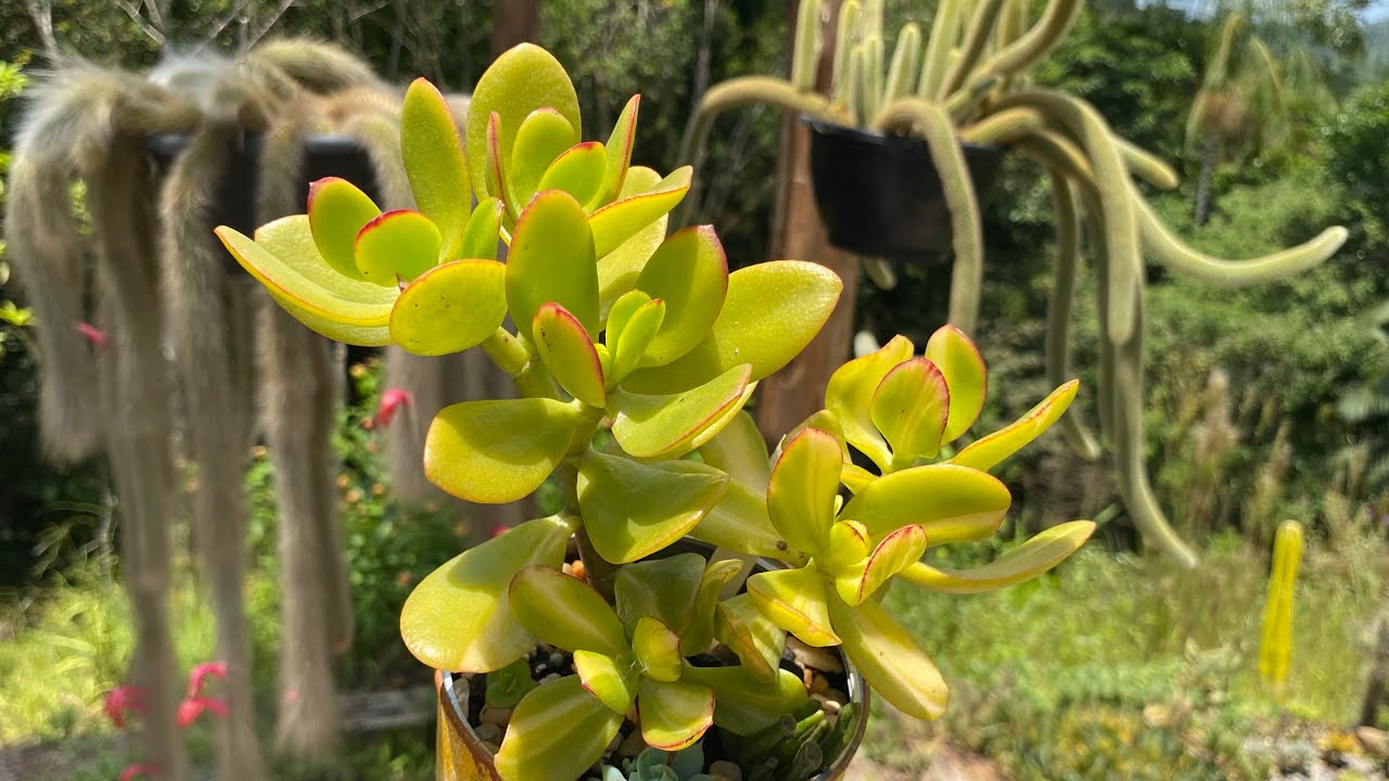 SUCULENTAS LINDAS QUE FORMAM MINI ARVORETAS PARA  VOCÊ COLECIONAR 