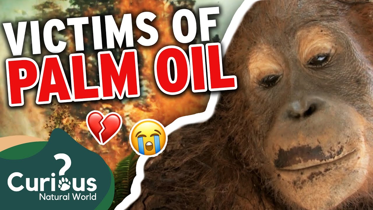 Palm Oil - A HUGE Problem Putting Animals On The Verge Of EXTINCTION! 😭💔 | Curious?: Natural World