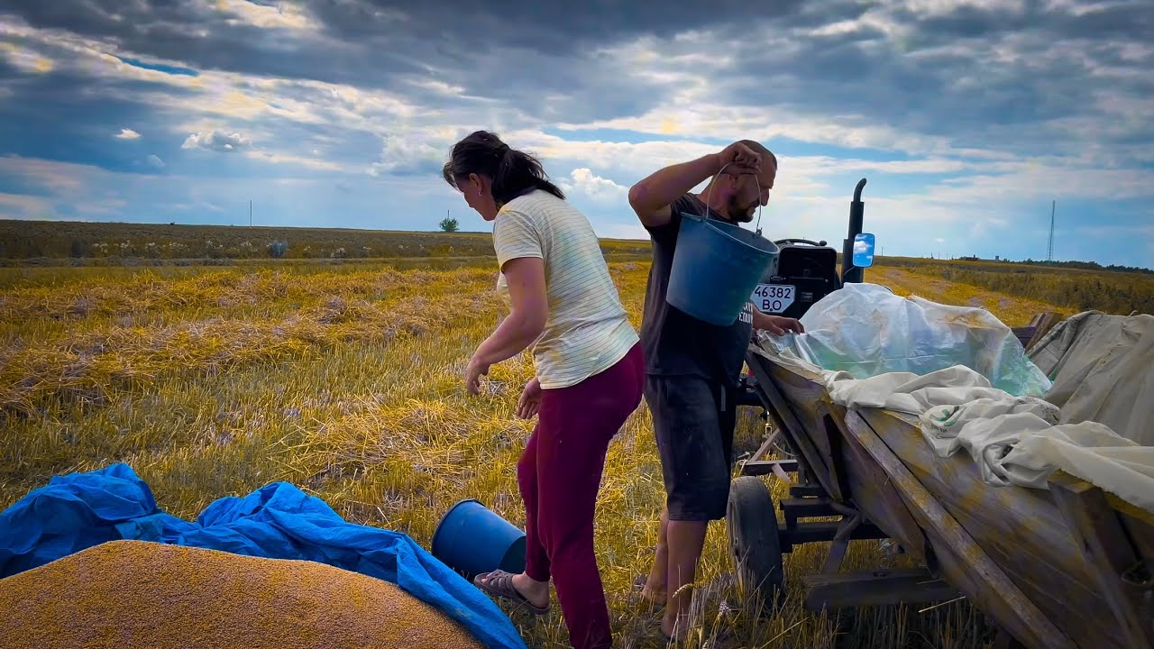 Harvest Day on Our Ukrainian Family Farm – Combines & Tractors in Action!