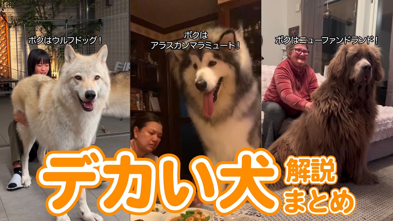 【超巨大】大型犬の可愛さがわかる解説 13選
