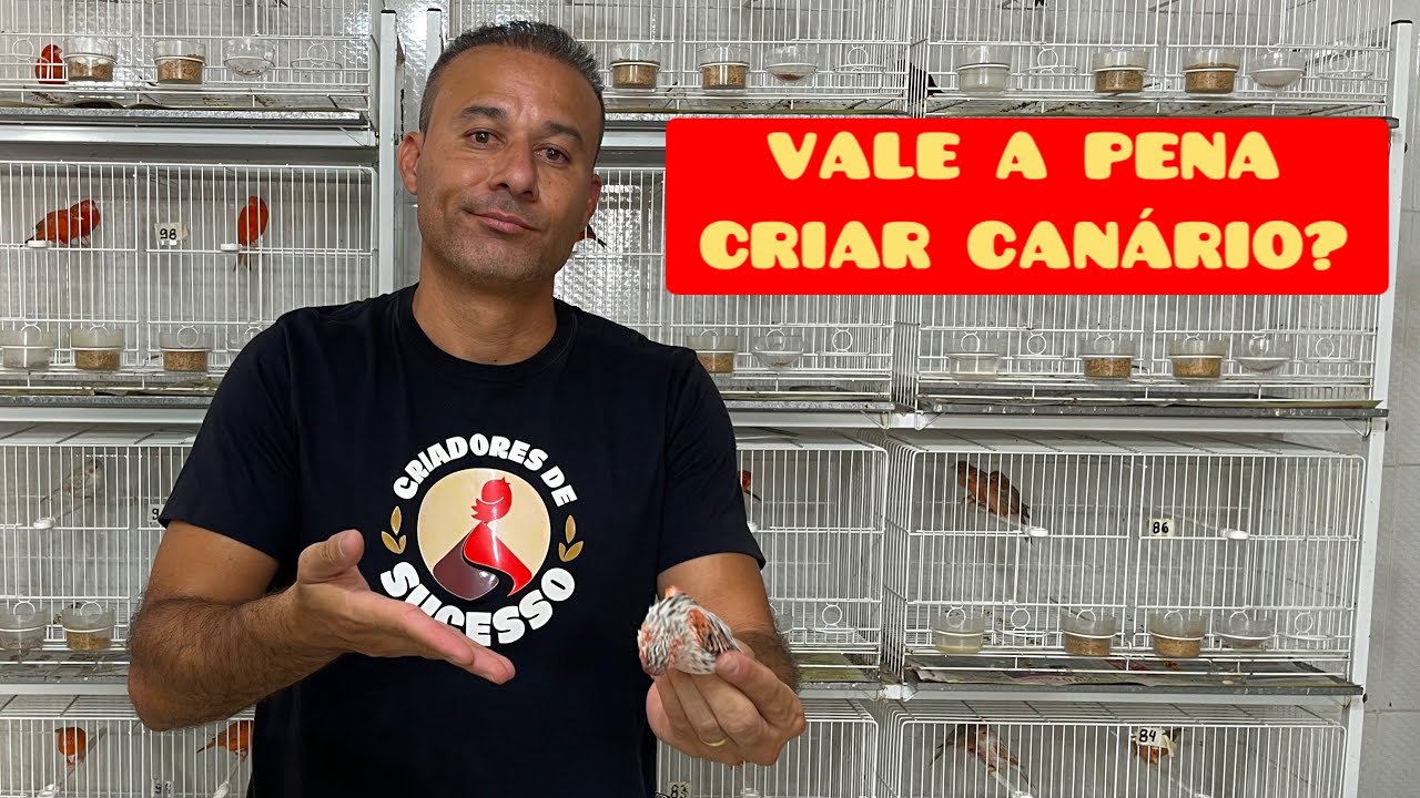 Vale a pena CRIAR CANÁRIO?