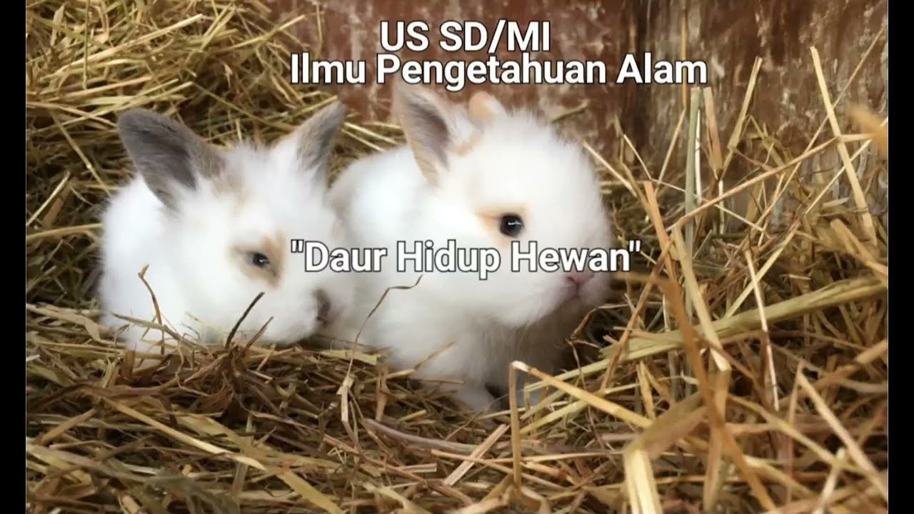 US SD/MI IPA | 