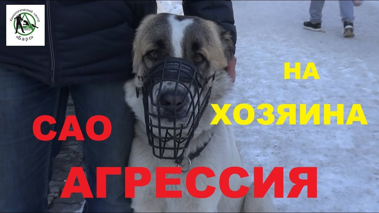 Агрессия алабая (САО) на хозяина | Дрессировка собак | Кинологический центр «Барс»