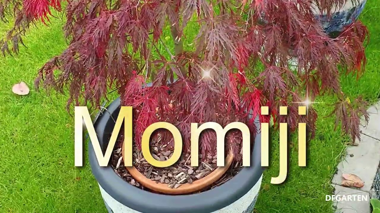 Momiji DFGARTEN 2025