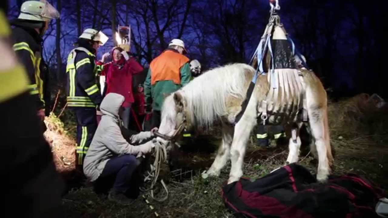 Feuerwehr rettet Pferd aus Grube am Fort Biehler