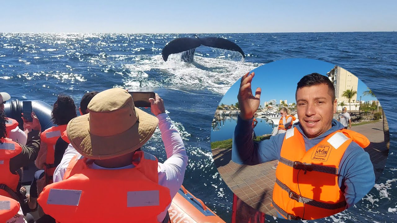BALLENAS EN MAZATLAN la temporada con mas avistamientos de Ballenas Jorobadas en la Costa