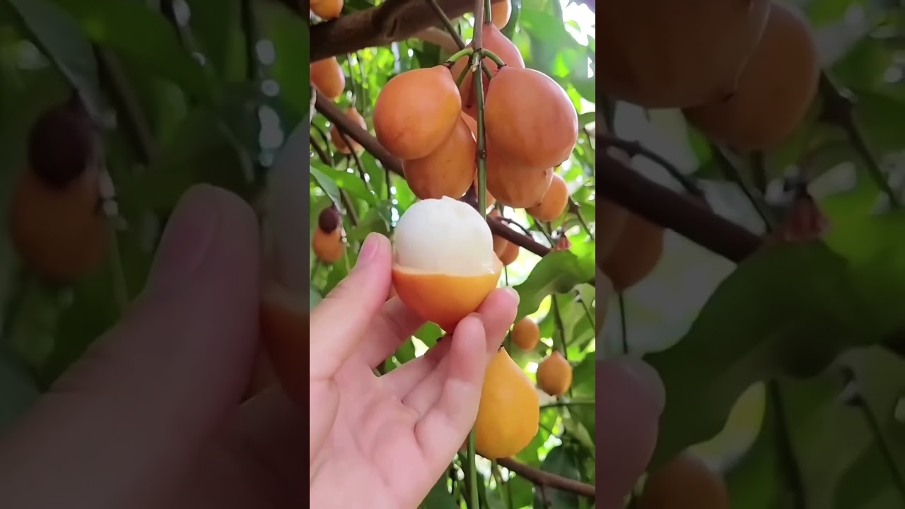 The Delightful Fruit with Edible Seeds #foodmystery