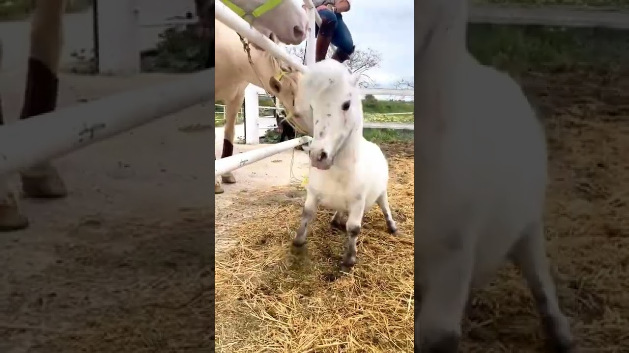 midilli,rahatlatıcı videolar
