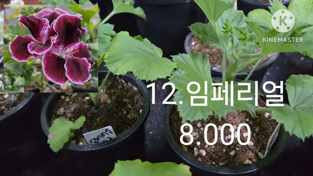 #010 6836 6044 문자주세요 ~#리갈제라늄 모음 입니다~