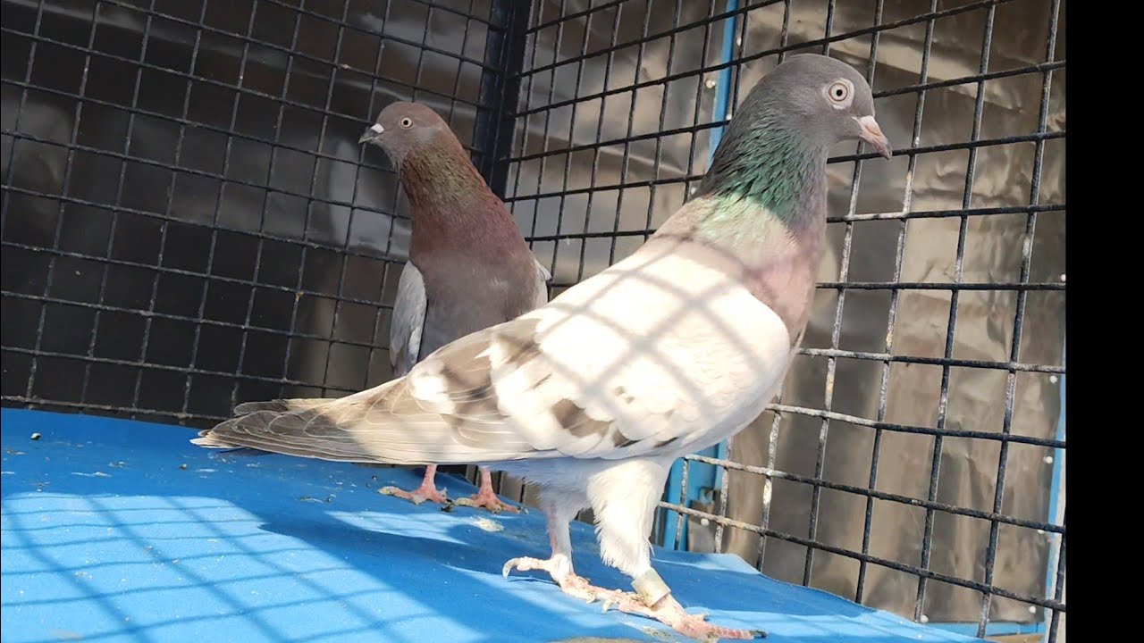 koi 20,000 rupe ka joda b nhi dega mb.7 se 7 ki garanty pure Baba danne wale.mb.9599845092