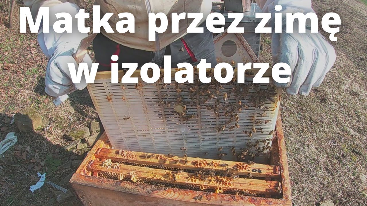 #75 Czy matka przeżyła zimę w izolatorze chmary? (18.02.2022)