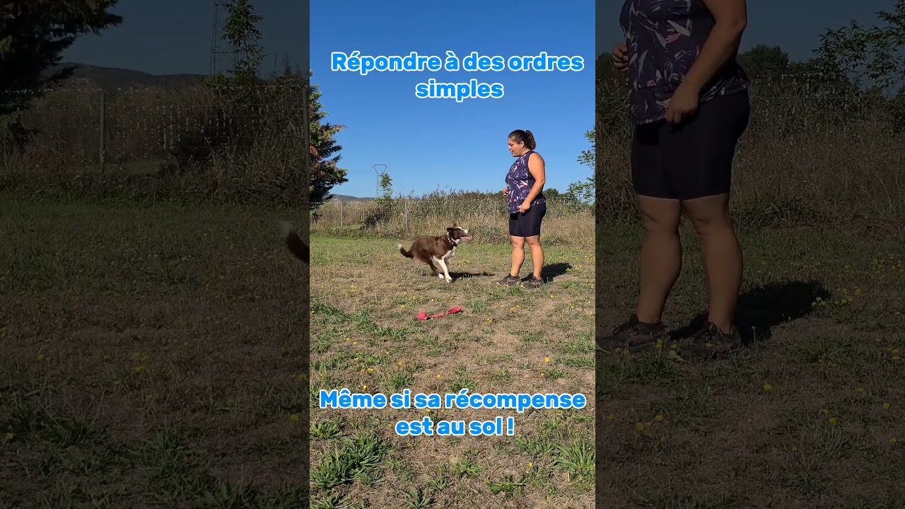 Si tu veux apprendre le slalom &agrave; ton chien