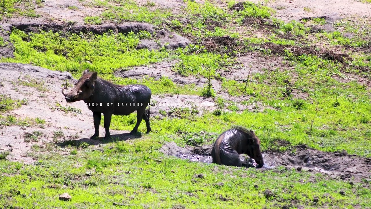 Warthog Caught on Camera at Lion Park | African Wildlife Safari