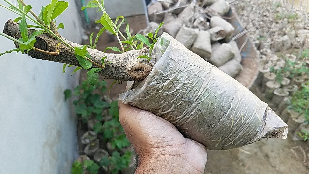 Procedure to Root Pomegranate Cuttings | the Best Methods to Propagate Pomegranate