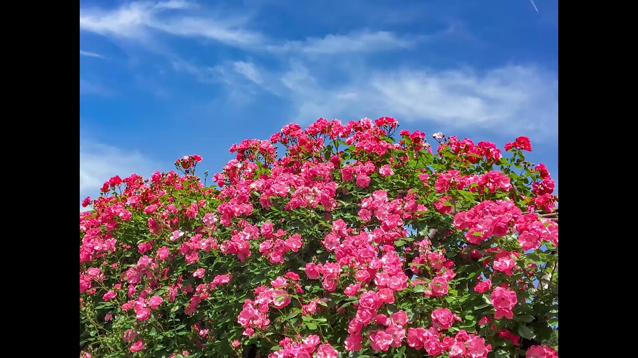 【癒しのエレクトーン演奏】「くるみ割り人形」花のワルツ; Tchaikovsky - Nutcracker: Waltz of the Flowers - Electone: ELC-02