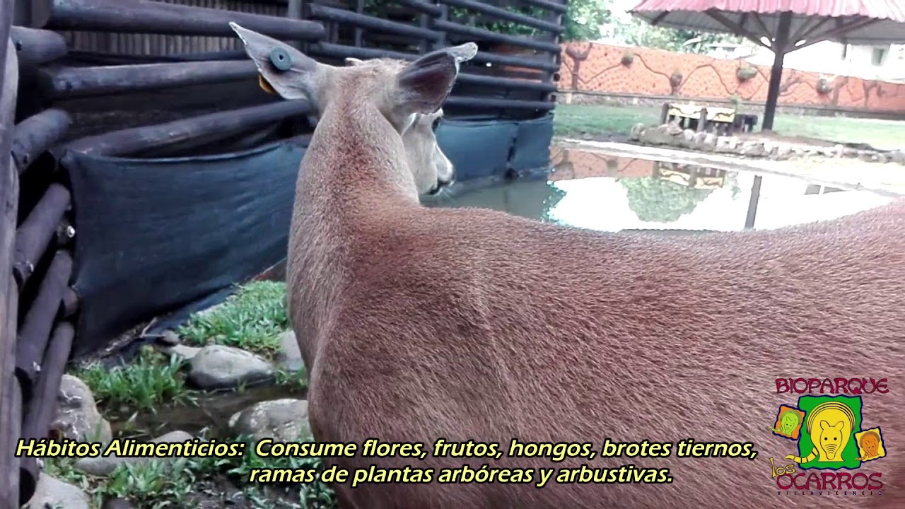 Video VENADO COLIBLANCO