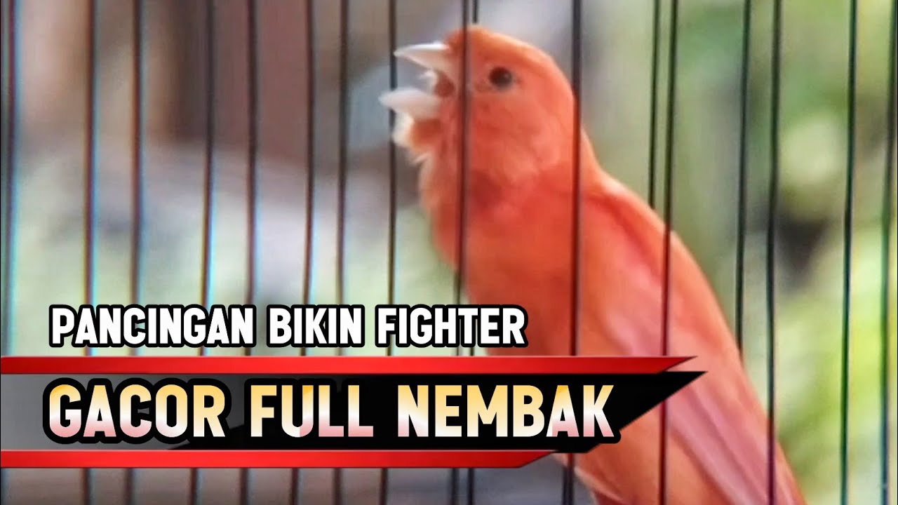 KENARI GACOR PANJANG Rol Rapat EMOSI Cuit cuit Ngerol cocok untuk Masteran Murai Batu Trotol