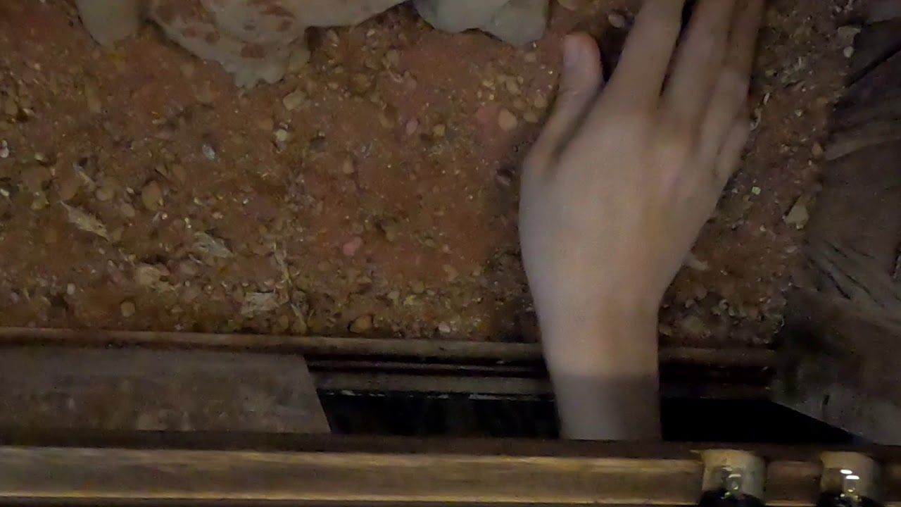 "Re-rehousing" my Desert Blonde Tarantula again 😎🕷️👀